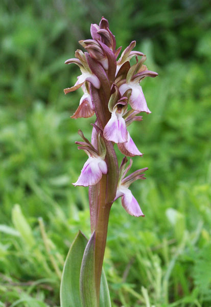 Anacamptis collina, Orchis collina, Orchide a sacco, Orchide saccata, Orchidea burda