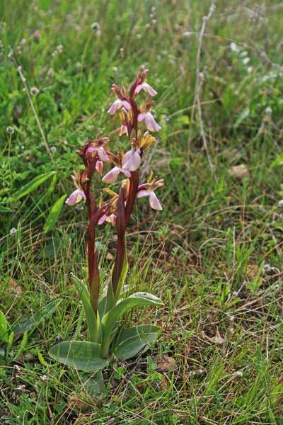 Anacamptis collina, Orchis collina, Orchide a sacco, Orchide saccata, Orchidea burda