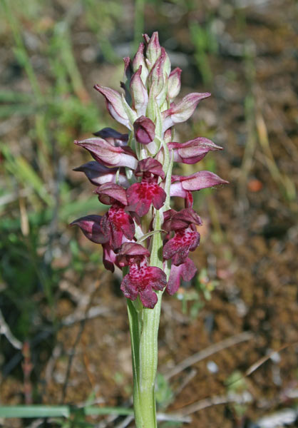 Anacamptis coriophora, Orchide profumata, Orchidea aresti, Orchidea burda