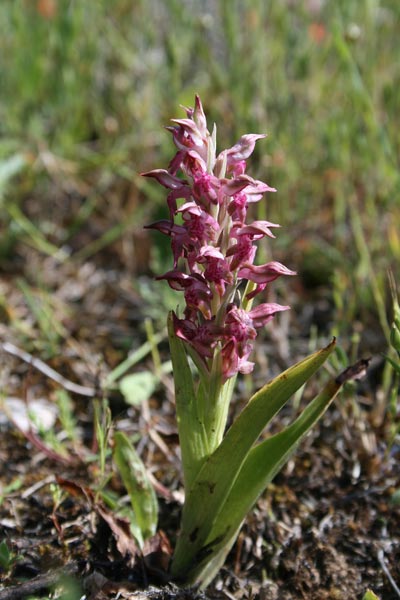 Anacamptis coriophora, Orchide profumata, Orchidea aresti, Orchidea burda