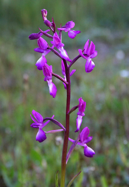 Anacamptis laxiflora, Orchis laxiflora, Orchide acquatica, Galletti, Orchidea aresti