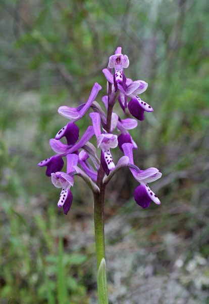 Anacamptis longicornu, Orchis longicornu, Orchide cornuta, Galletto a lungo corno