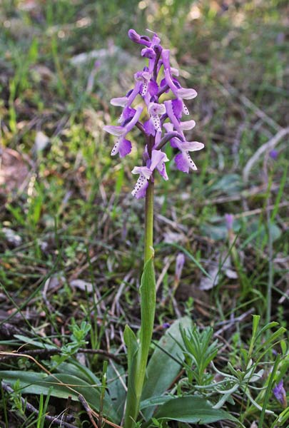 Anacamptis longicornu, Orchis longicornu, Orchide cornuta, Galletto a lungo corno