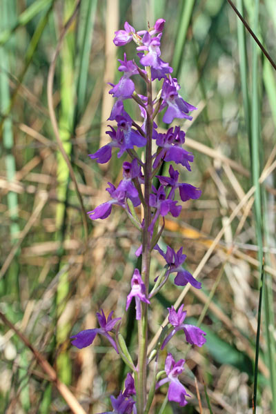 Anacamptis palustris, Orchide palustre, Orchidea palustre
