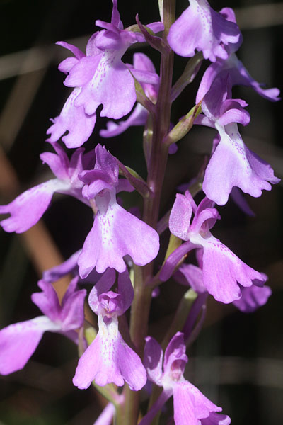 Anacamptis palustris, Orchide palustre, Orchidea palustre