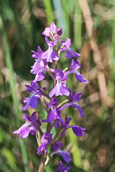 Anacamptis palustris, Orchide palustre, Orchidea palustre