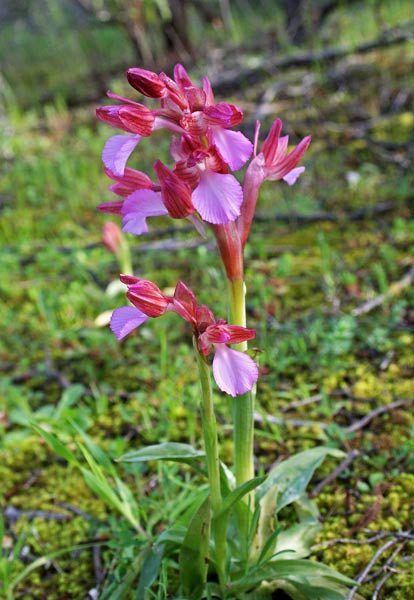 Anacamptis papilionacea, Orchis papilionacea, Orchide farfalla, Cipressina, Tubari-tubari