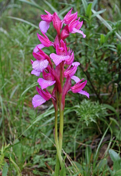 Anacamptis papilionacea, Orchis papilionacea, Orchide farfalla, Cipressina, Tubari-tubari