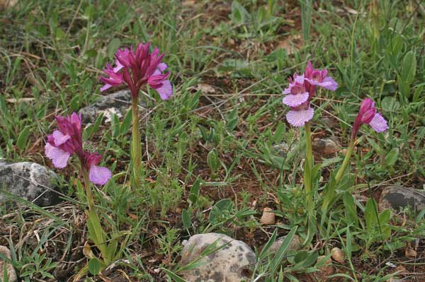 Anacamptis papilionacea, Orchis papilionacea, Orchide farfalla, Cipressina, Tubari-tubari