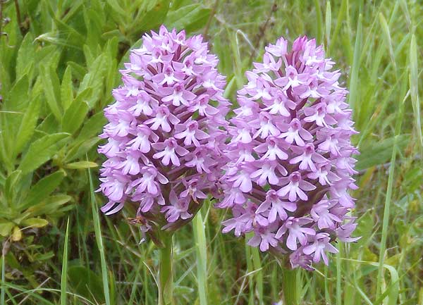 Anacamptis pyramidalis, Orchide piramidale