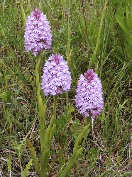 Anacamptis pyramidalis, Orchide piramidale