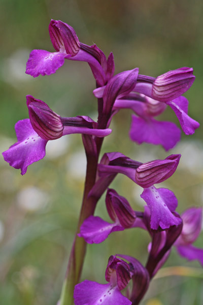 Anacamptis x gennarii subsp. bornemannii, Orchidea di Bornemann