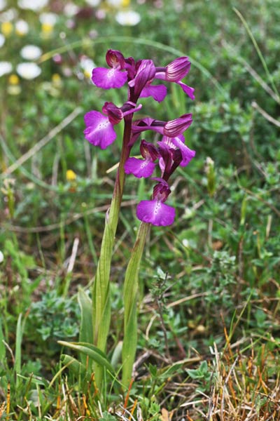 Anacamptis x gennarii subsp. bornemannii, Orchidea di Bornemann