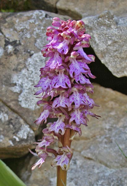 Barlia robertiana, Barlia, Orchidea aresti