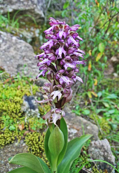 Barlia robertiana, Barlia, Orchidea aresti