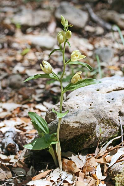 Cephalanthera damasonium, Cefalantera bianca