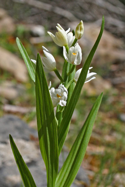 Cephalanthera longifolia, Cefalantera bianca, Cefalantera maggiore, Elleborina bianca