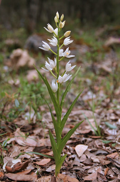 Cephalanthera longifolia, Cefalantera bianca, Cefalantera maggiore, Elleborina bianca