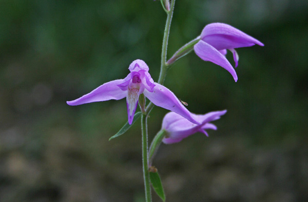 Cephalanthera rubra, Cefalantera rossa