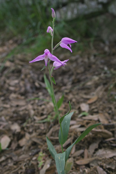 Cephalanthera rubra, Cefalantera rossa