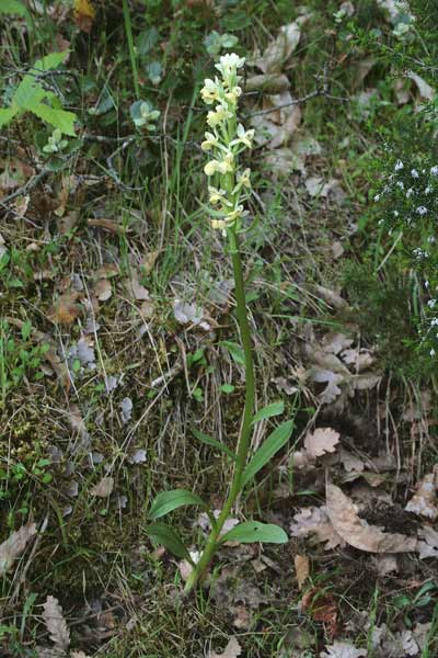 Dactylorhiza insularis, Orchidea isolana, Orchidea sarda