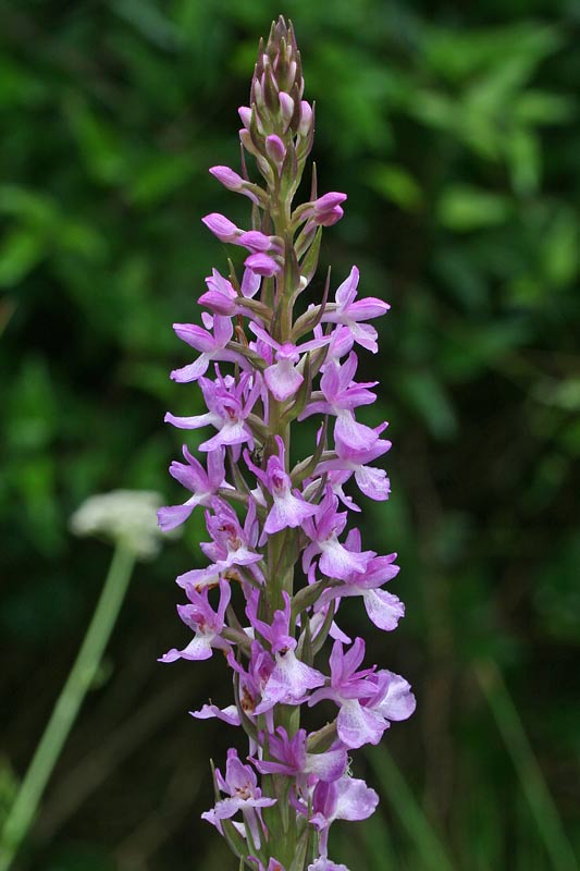 Dactylorhiza elata subsp. sesquipedalis, Orchide sesquipedale