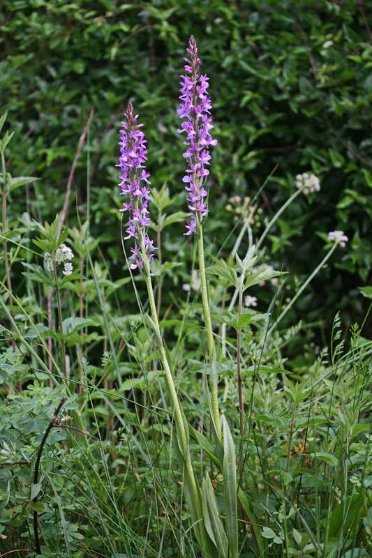 Dactylorhiza elata subsp. sesquipedalis, Orchide sesquipedale