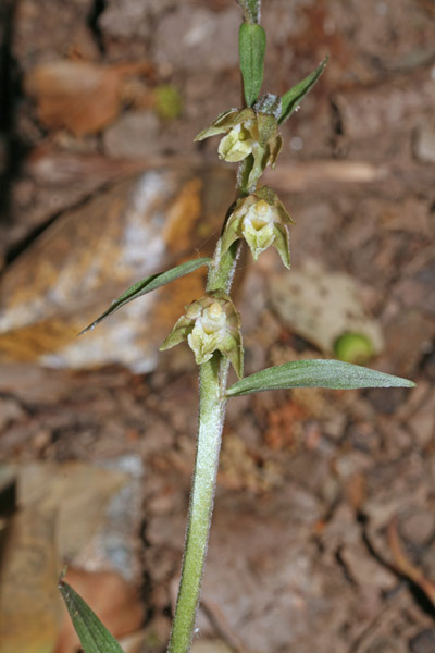Epipactis microphylla, Elleborine minore, Orchidea aresti