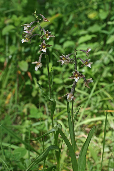 Epipactis palustris, Elleborina palustre, Elleborine palustre, Orchidea aresti