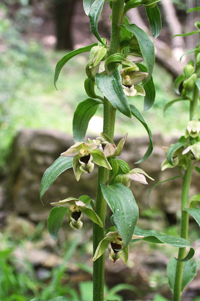 Epipactis helleborine subsp. tremolsii, Elleborine di TrÃ©mols, Orchidea aresti