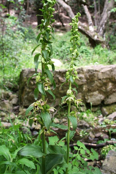 Epipactis helleborine, Elleborina comune, Elleborine comune, Orchidea aresti