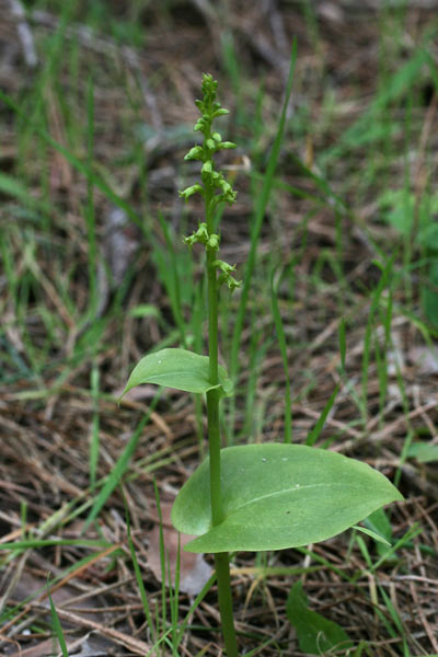 Gennaria diphylla, Gennaria