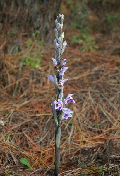 Limodorum abortivum, Fior di legna, Limodoro abortivo, Frori nieddu