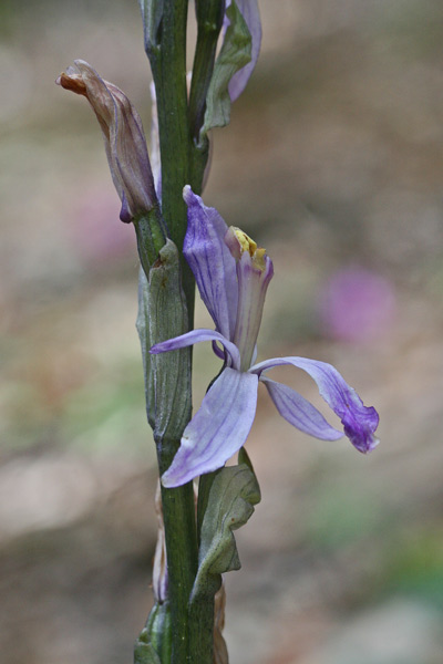 Limodorum trabutianum, Fior di legna di Trabut, Limodoro di Trabut