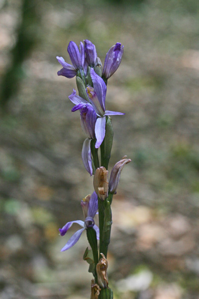 Limodorum trabutianum, Fior di legna di Trabut, Limodoro di Trabut