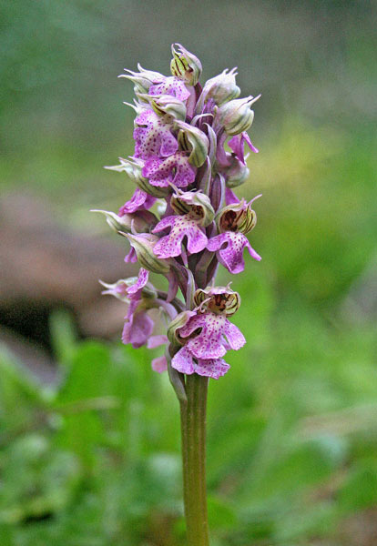 Neotinea lactea, Orchis lactea, Orchide aguzza, Orchidea aresti