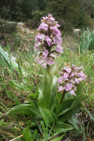 Neotinea lactea, Orchis lactea, Orchide aguzza, Orchidea aresti