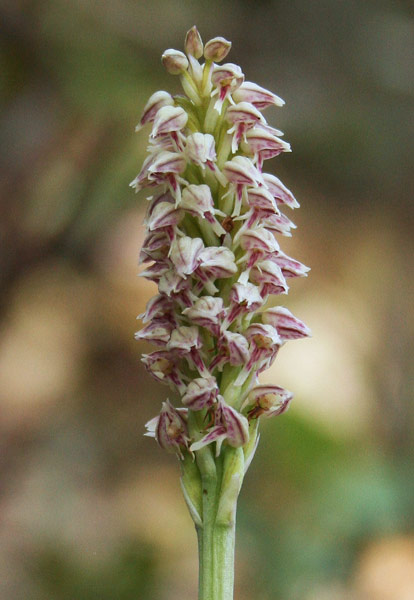 Neotinea maculata, Orchis intacta, Neotinea macchiata, Satirione macchiato