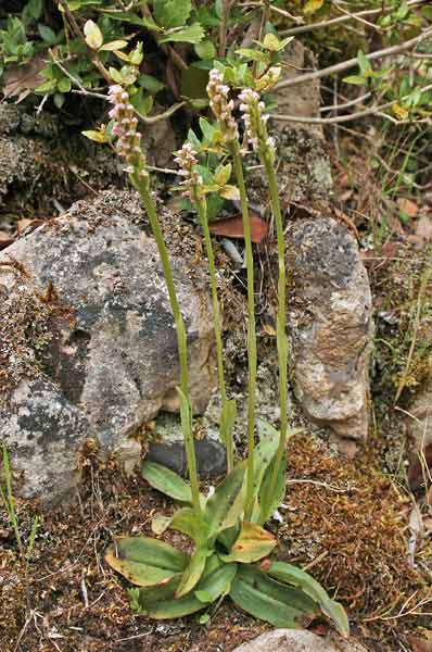 Neotinea maculata, Orchis intacta, Neotinea macchiata, Satirione macchiato