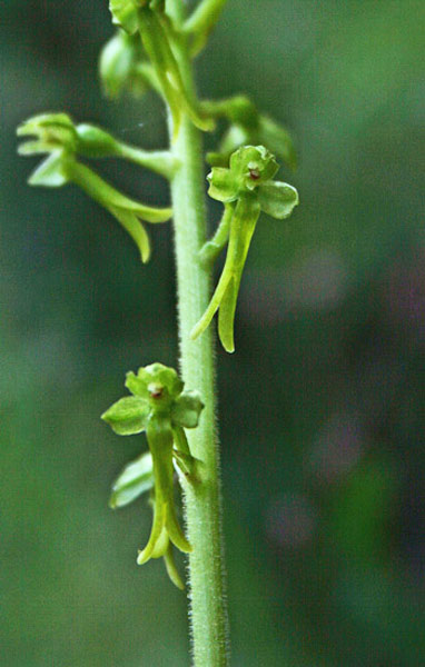 Neottia ovata, Listera maggiore, Listera verde