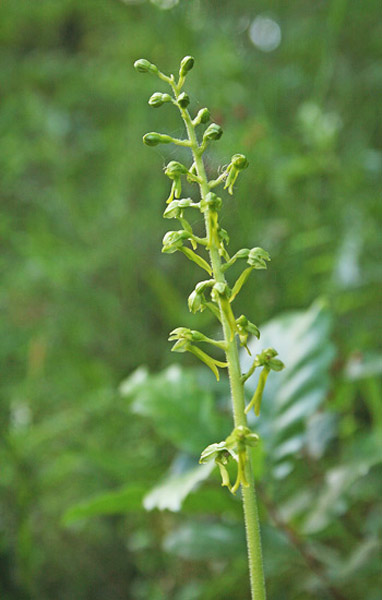 Neottia ovata, Listera maggiore, Listera verde