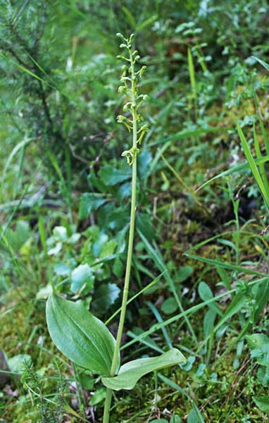 Neottia ovata, Listera maggiore, Listera verde