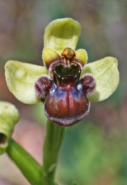 Ophrys bombyliflora, Ofride fior di bombo, Mumuseddus