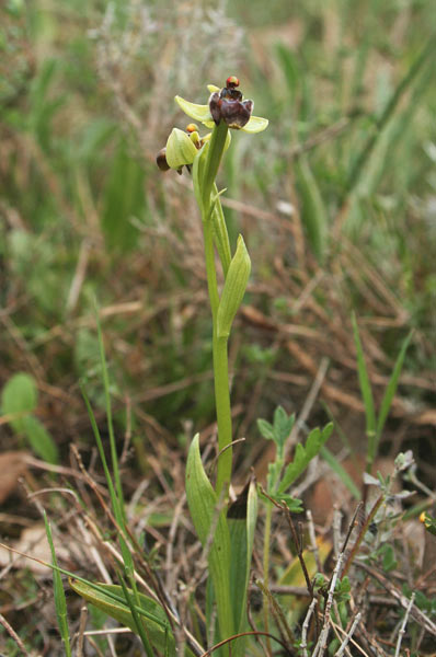 Ophrys bombyliflora, Ofride fior di bombo, Mumuseddus
