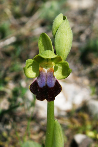 Ophrys iricolor subsp. eleonorae, Ofride iridacea