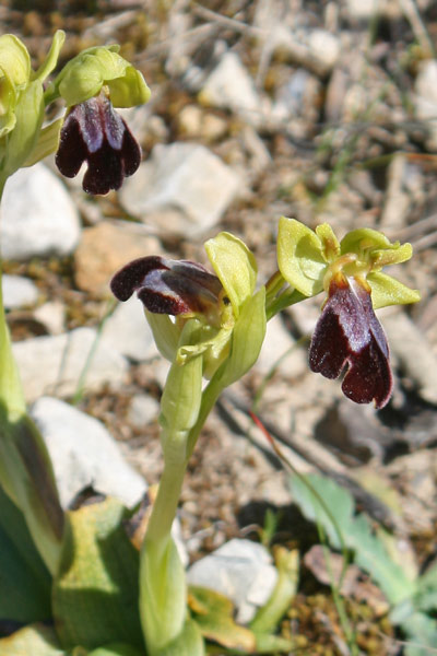 Ophrys iricolor subsp. eleonorae, Ofride iridacea