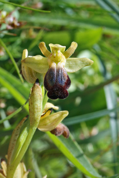 Ophrys funerea, Ofride funerea