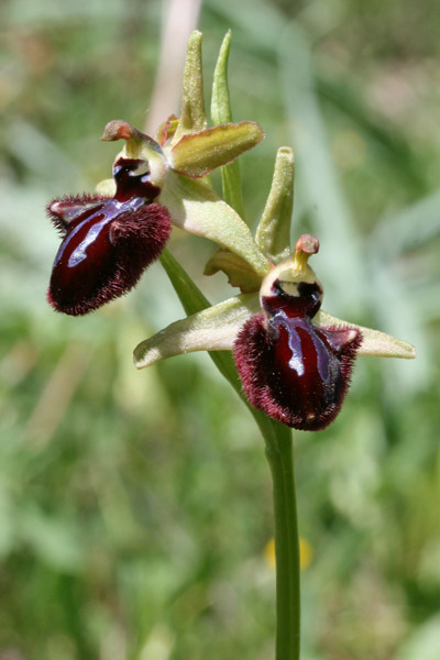 Ophrys incubacea, Ofride verde bruna