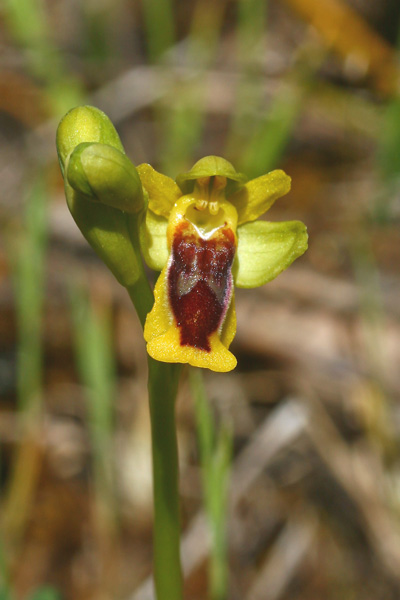 Ophrys lepida, Ofride graziosa