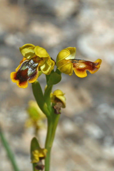 Ophrys lepida, Ofride graziosa